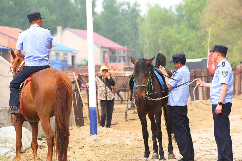 巡邏前，民警為愛馬整理好馬鞍。